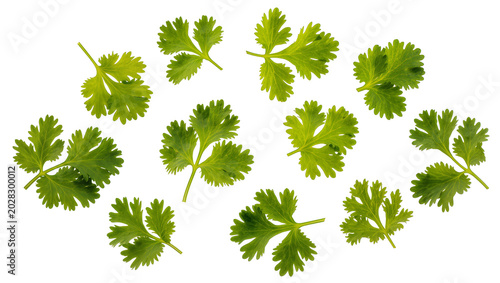 Canvastavla Fresh green cilantro leaves scattered