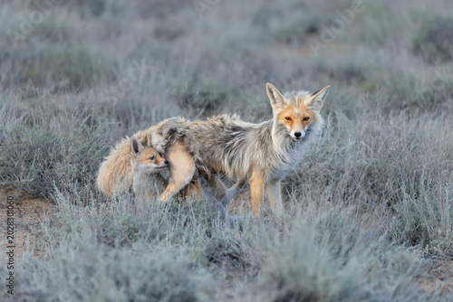 A portrait of a female red fox (Vulpes vulpes) feeding small foxes in a desert area, southern Kazakhstan