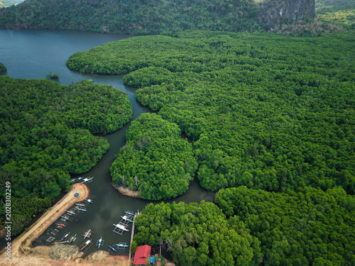 Vászonkép Aerial drone view of dense mangrove forests along the coastline of Coron Island, Palawan, Philippines