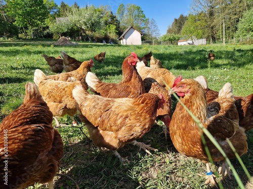 Hühner auf der Weide: Freilandhaltung