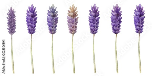 Dried lavender bundles in a row - Six bundles of dried lavender arranged neatly for a natural, fresh, and aromatic presentation.