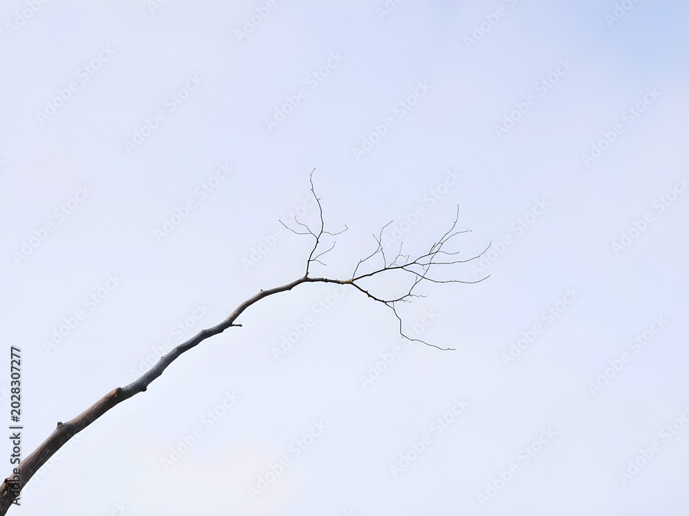 Obraz premium Single Bare Skeletal Tree Branch Extends Across Stark Pale Blue