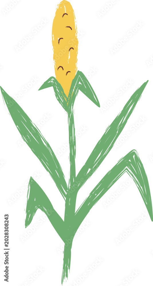 Fototapeta premium Corn Stalk Sketched Crayon Style