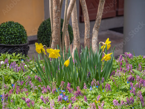 Yellow daffodils in spring garden bed with purple flowers