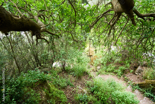 tree in the forest