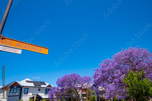 Tableau sur toile Jacaranda Tree Blossom in Subiaco Suburb - Western Australia