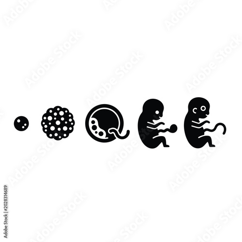 Bild auf Leinwand Stages of Embryo Development.