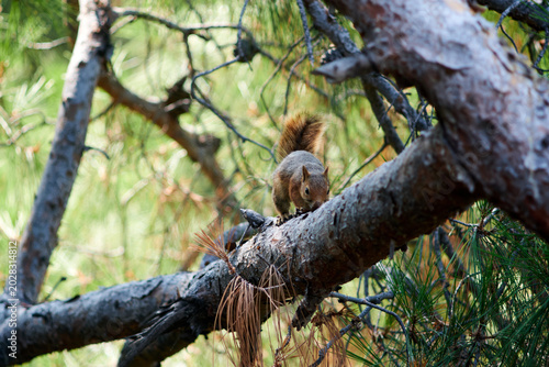 Red squirrel resting quietly on a thick branch in a lush pine forest