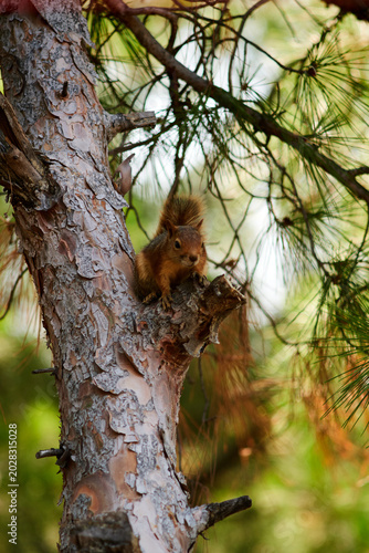 Red squirrel sitting upright and alert on a forest pine tree branch