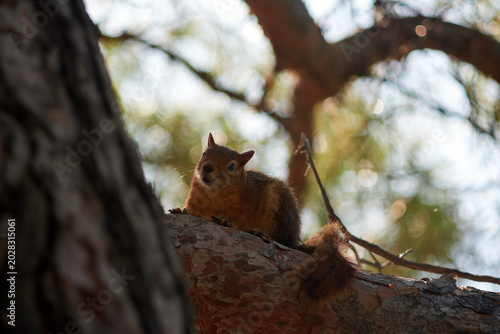 Close up view of a red squirrel looking directly at the camera from a tree
