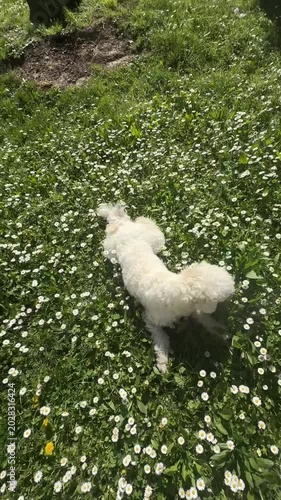 White Lagotto Romagnolo lying in wild daisy field and sniffing grass and flowers. Top view outdoor pet scene with peaceful countryside atmosphere and natural spring mood.