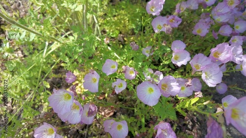 Pink Evening Primrose Wildflowers Blooming in Natural Garden Setting - Nature Stock Footage