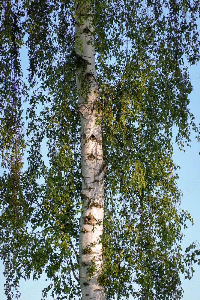 Fototapeta premium Tall Birch Tree With White Bark And Lush Green Leaves Against Clear Blue Sky