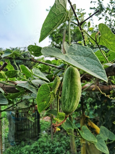 Fotografie Fresh Pointed Gourd Close Up