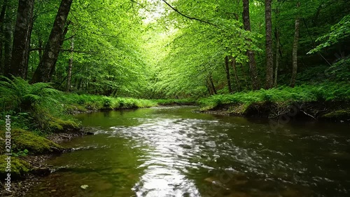 river in the forest