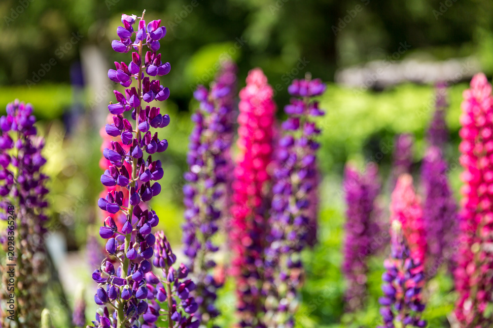 Obraz premium lupin flowers in the garden