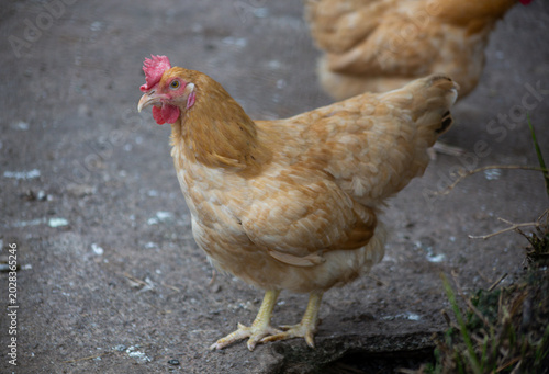 Buff Orpington Chicken Standing on the Ground in a Farmyard