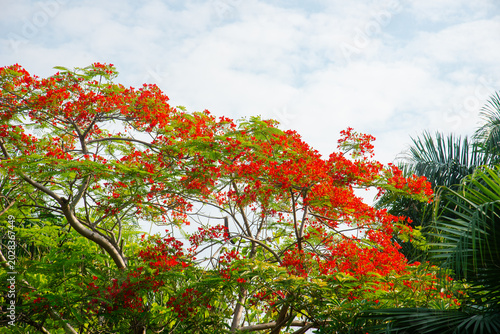 Quadro su tela Beautiful flame tree branches covered in blooming Delonix regia red flowers in Vietnam