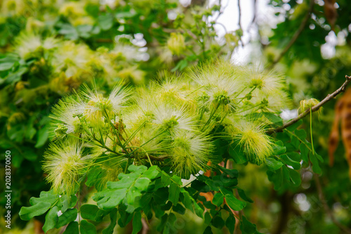 Fluffy yellowish-green blossoms of Albizia lebbeck siris tree with compound leaves in Vietnam. Detailed macro shot of tropical outdoor flora.