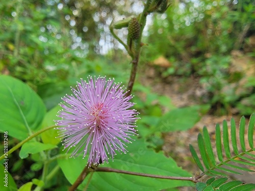 фотографія Mimosa pudica also called sensitive plant, sleepy grass, sleepy plant, action pl