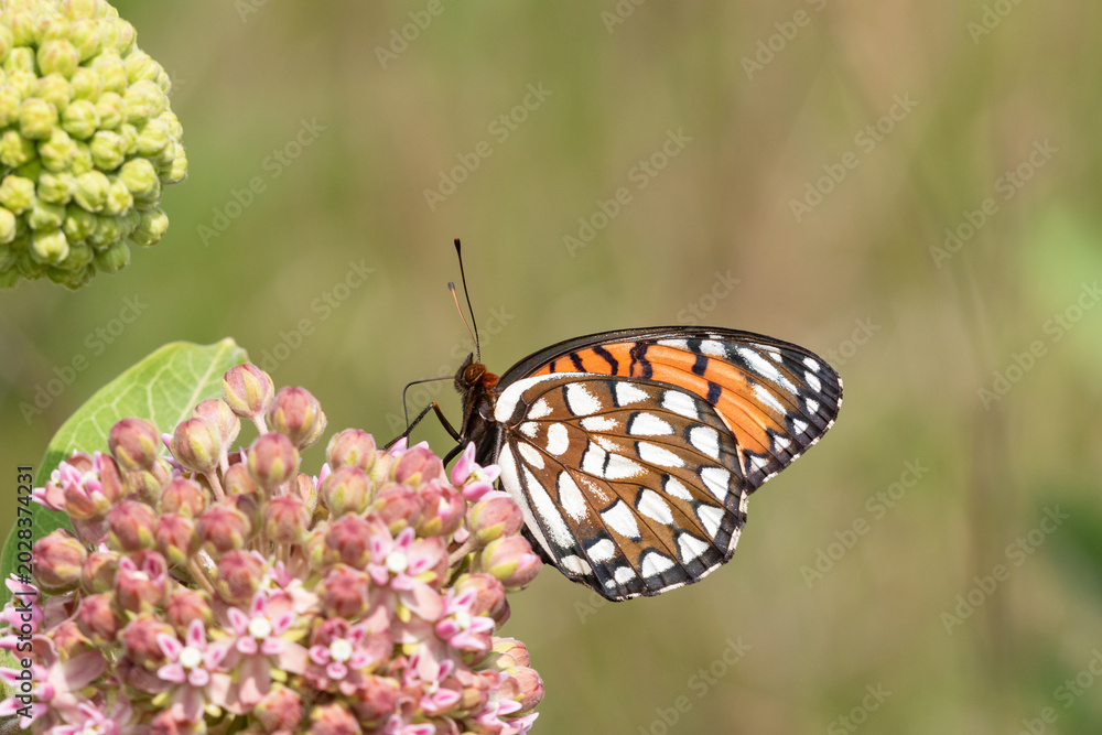 Obraz premium 03325-00604 Regal Fritillary (Speyeria idalia) female on Common Milkweed (Asclepias syriaca) Sand Prairie - Scrub Oak Nature Preserve Mason Co. IL