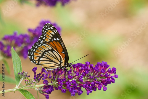 Obraz na płótnie 03421-00703 Viceroy butterfly (Limenitis archippus) on Butterfly Bush (Buddleia davidii) Marion Co