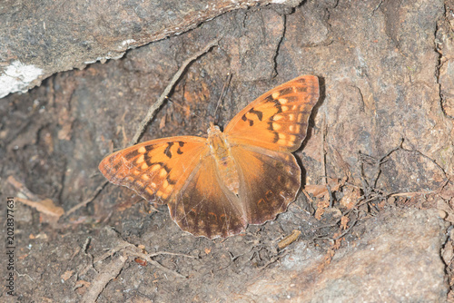 Foto 03469-00602 Tawny Emperor (Asterocampa clyton) Mississippi County, MO