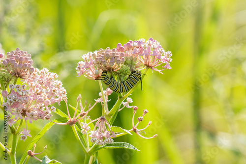 Photos 03536-06015 Monarch (Danaus plexippus) caterpillar on Swamp Milkweed (Asclepias incarnata) Marion Co