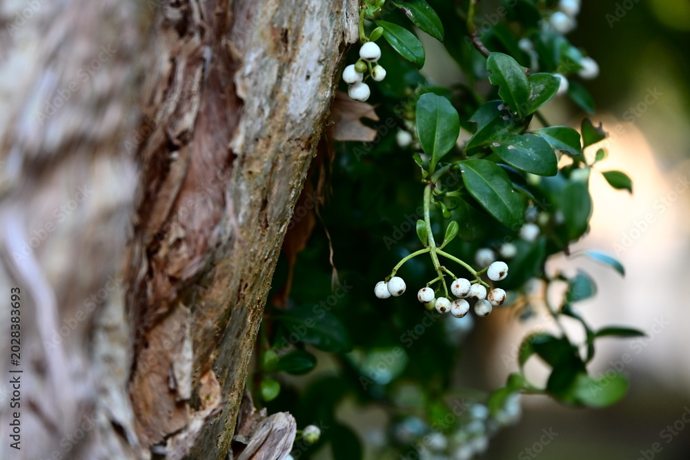 Fototapeta premium Green forest plant with white spherical berries beside cracked tree bark at Taipei Floral Experiment Center for ecology documentation.