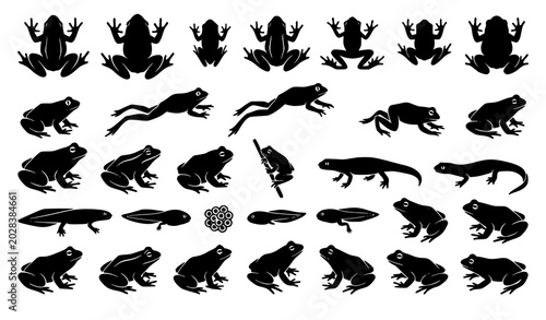 Fotografi Modern frog silhouette collection with amphibian wildlife top view vector illust