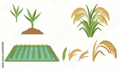 Fotografie Rice plant harvest vector set with grain field and paddy agriculture illustratio