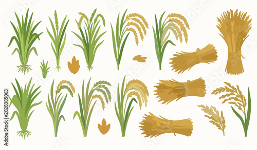 Fotografie Trendy rice plant vector bundle with grain field harvest and paddy agriculture i