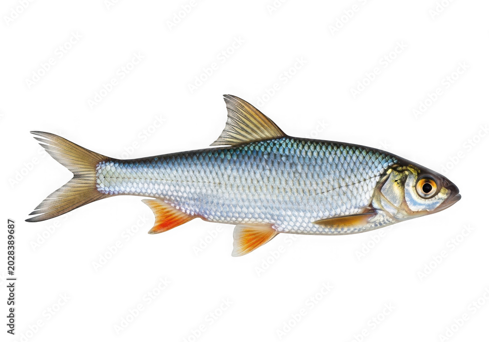 Obraz premium Fresh rainbow trout fish swimming in clear water