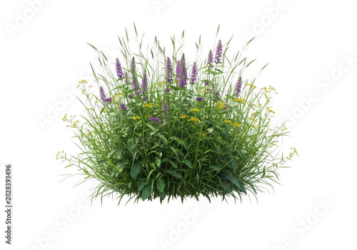 Green ornamental grass plant in natural setting