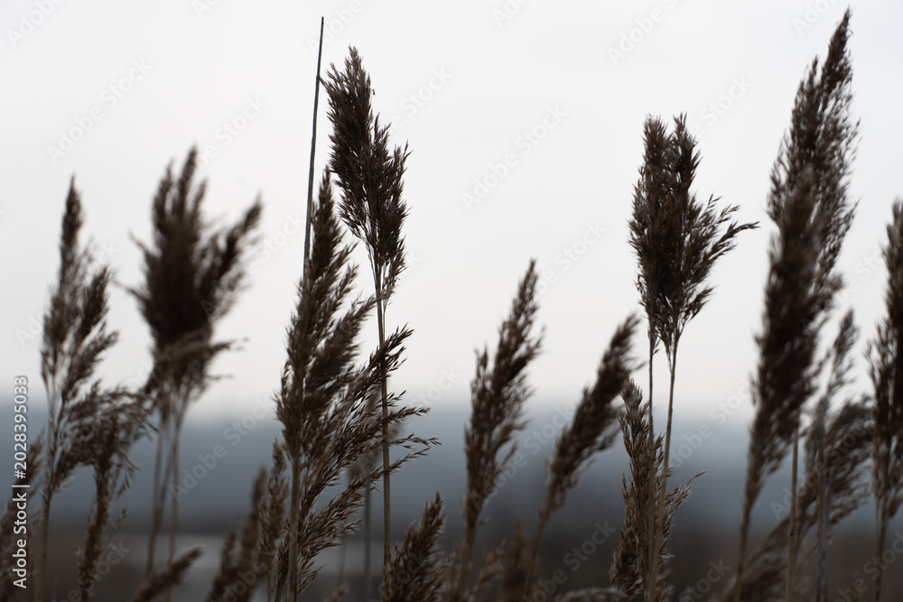 Obraz premium Wild Grass Plants in Natural Outdoor Setting