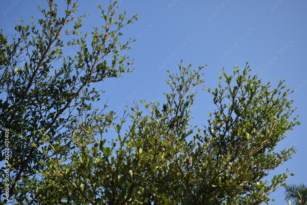 Fototapeta premium Fresh green Terminalia mantaly leaves on layered branches reaching up into a vibrant, clear blue summer sky.