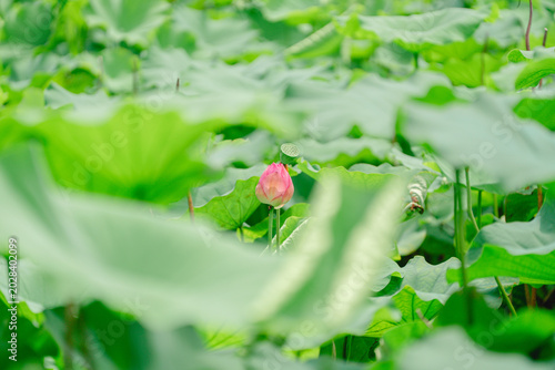Fotografía 初夏に咲く美しい蓮の花 蕾 新緑に囲まれた癒しの和風風景