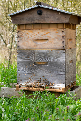 Abeilles en vol devant leur ruche