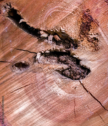 Tableau sur toile Close up cross section of mirabelle plum tree trunk texture with growth rings