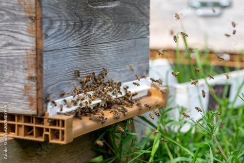 Gros plan sur des abeilles sur le plateau d'envol d'une ruche