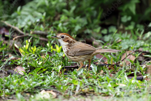 puff-throated babbler (Pellorneum ruficeps) on a stump.puff-throated babbler or spotted babbler is a species of passerine bird found in Asia.