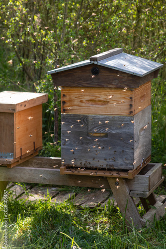 Abeilles en vol devant leur ruche