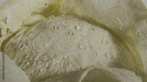 Water drops  on green   savoy cabbage