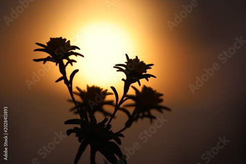 Silhouette of Wild Flowers Against a Large Golden Sunset Sun at Golden Hour