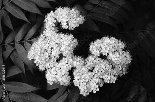 Canvas Print 満開のナナカマドの白い花 モノクローム撮影  White blossoms of rowan in full bloom monochrome photogra