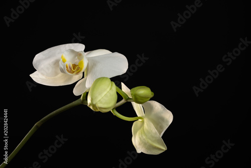 White orchid with flowers and buds in full bloom with large green leaves and long branches on a black background. Studio photo.