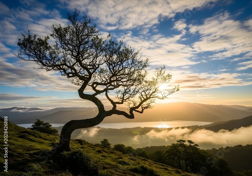 A lone tree stands on a hillside with a beautiful landscape and sunset in the background