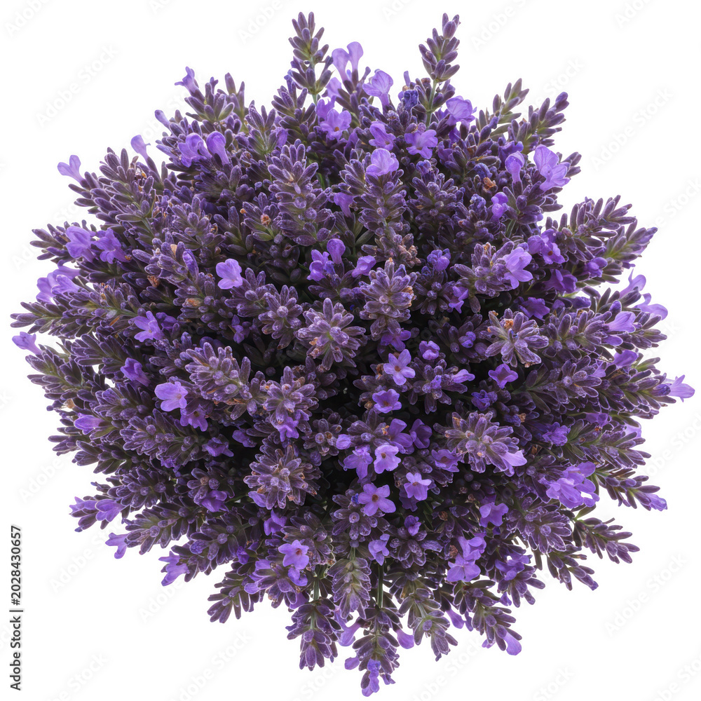 Obraz premium Top view of lavender flower arrangement isolated on transparent background