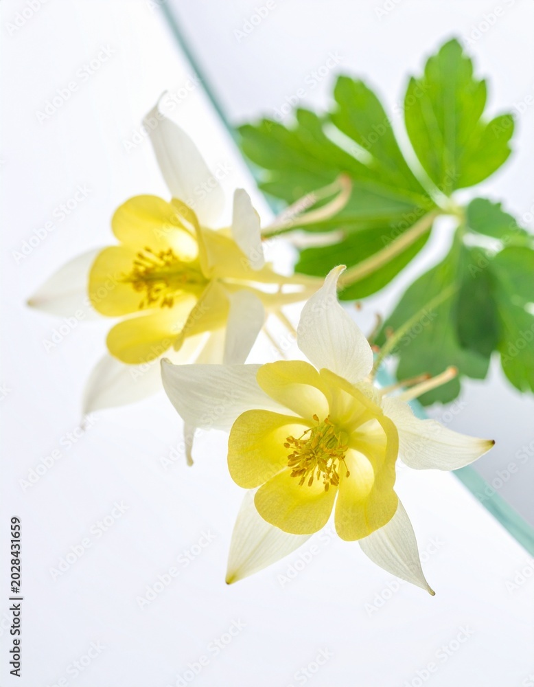 Fototapeta premium Columbine flowers ODAMAKI