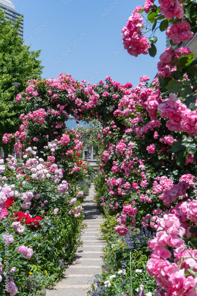 Obraz premium バラ・薔薇・バラ園 ・神戸